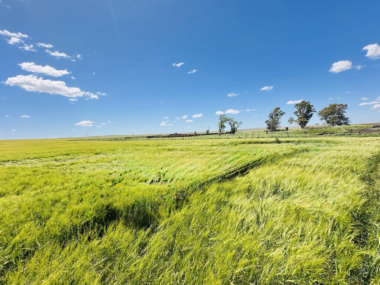 Green organic barley field in early growth stage