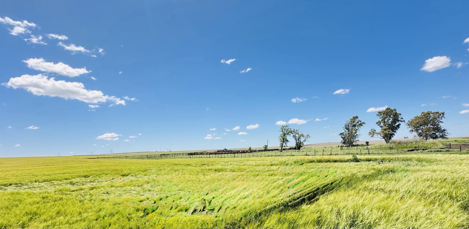 Barley field at harvest — golden crop ready for collection
