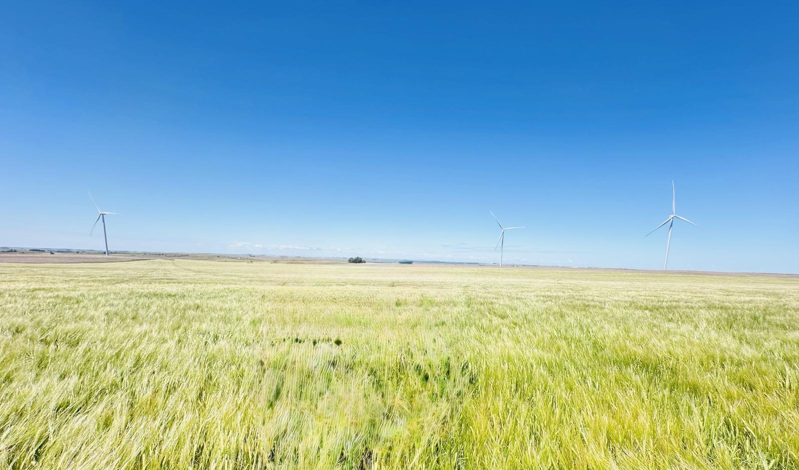Malting barley field with wind turbines — sustainable farming and renewable energy