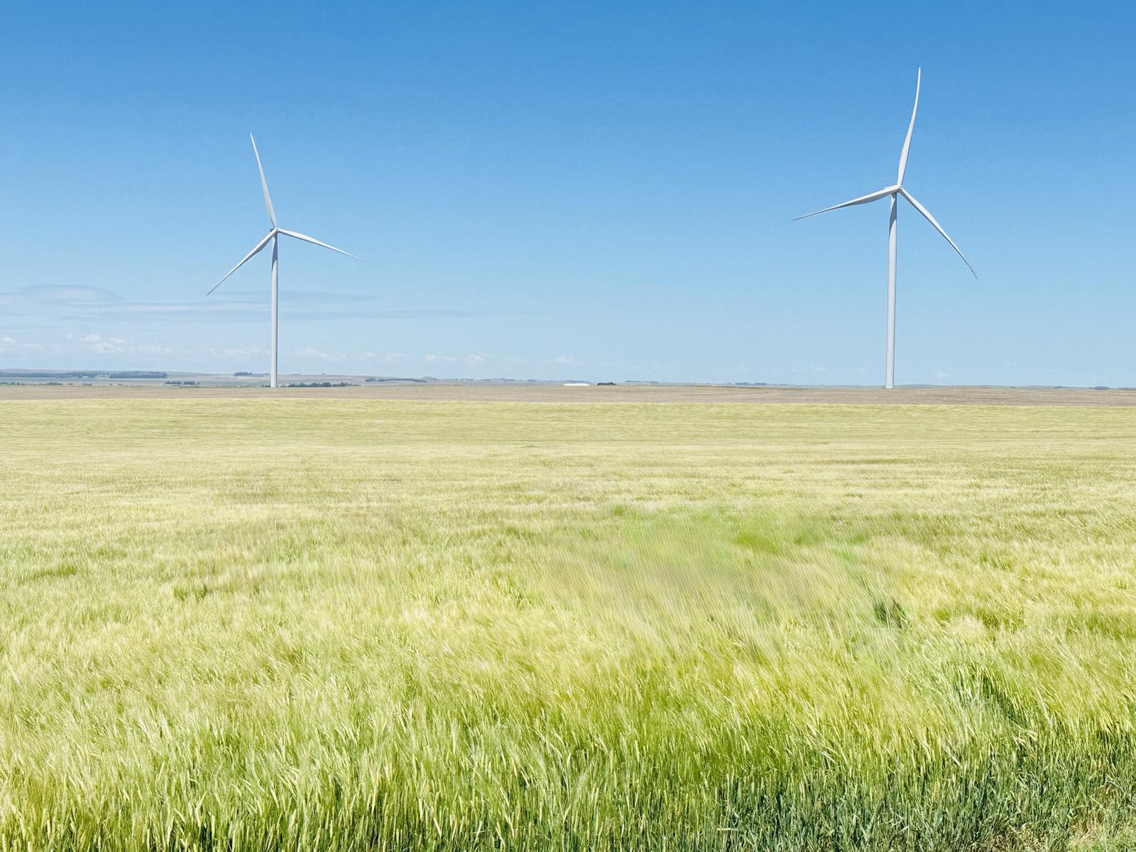 Malting barley field with wind turbines — renewable energy integrated with sustainable grain production