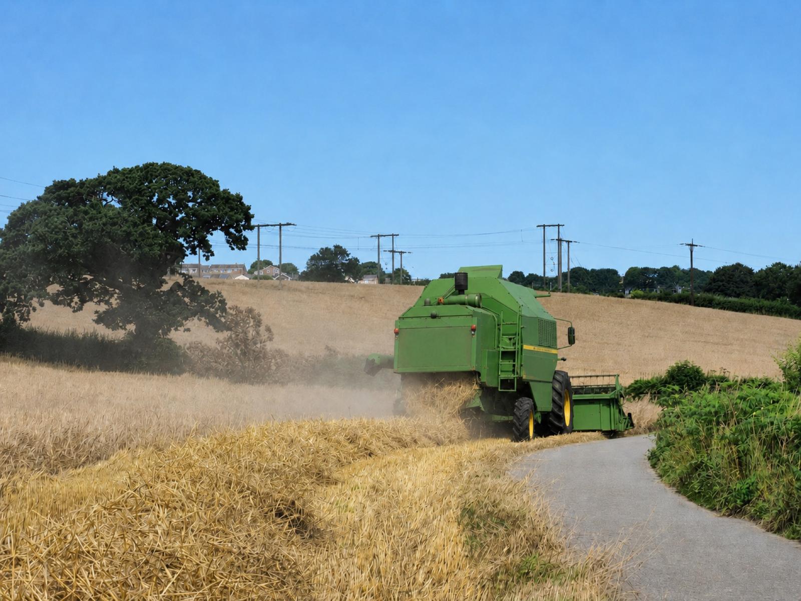 Barley harvest — combine at work in organic field