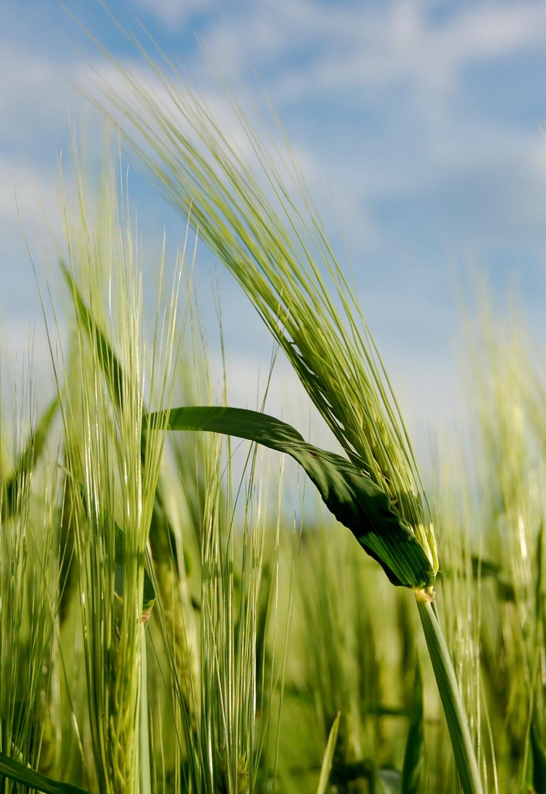 Close view of mature barley heads showing kernel arrangement on the spike
