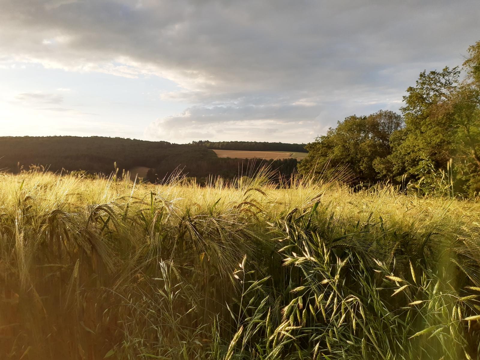Golden barley field at sunset in Germany