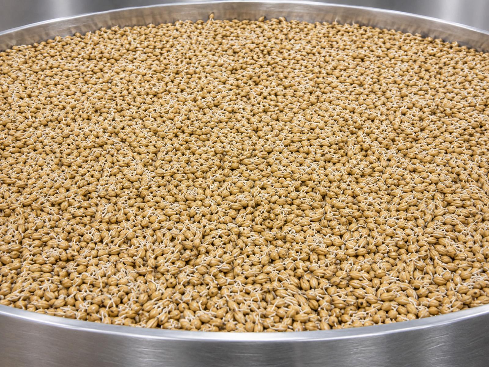 Barley grains in germination — visible rootlet and acrospire development during malting